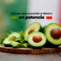 Detrás del aguacate que domina las mesas de Estados Unidos, Canadá y Japón hay una clasificación arancelaria que lo hace posible